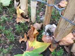 Rauchen von Heroin auf Aluminiumfolie Köln