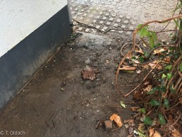 Yitzhak Rabin Platz in Köln