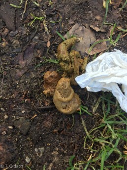 menschliche Fäkalien Yitzhak Rabin Platz in Köln