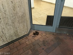 menschliche Fäkalien Köln