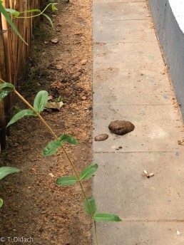 Yitzhak Rabin Platz in Köln