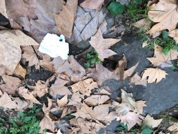 Yitzhak Rabin Platz in Köln