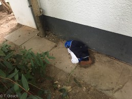 menschliche Fäkalien Köln