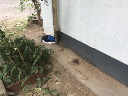 Yitzhak Rabin Platz in Köln