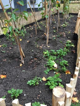 Pflanzaktion. Yitzhak Rabin Platz in Köln.